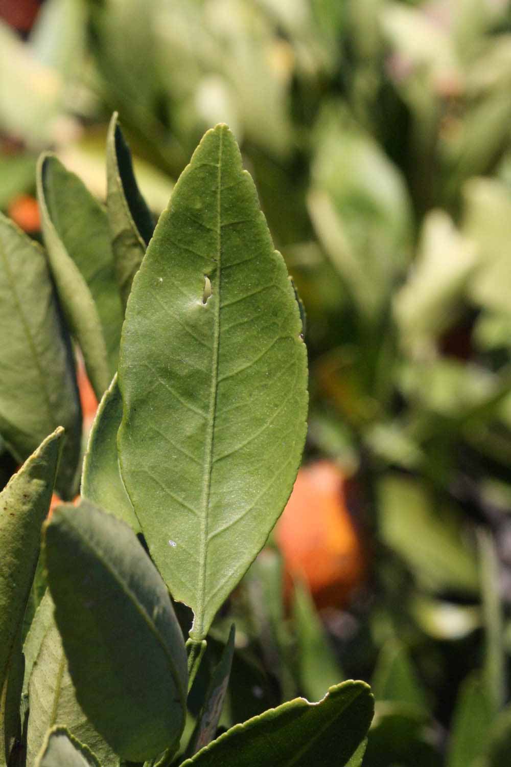              Unifoliolate leaf (Riverside, CA)       